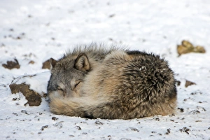 Gray Wolf Behavior Stampe: Gray wolf sleeping