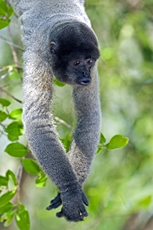 Amazon Basin Wildlife Stampe: Gray woolly monkey