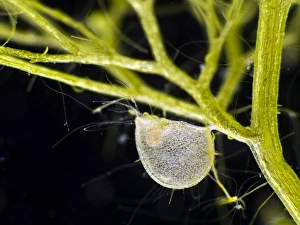 Carnivorous Plants Stampe: Greater bladderwort, light micrograph