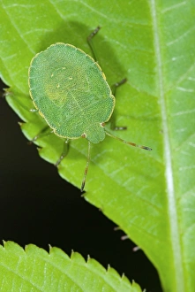 Green Leaf Insects Stampe: Green shield bug
