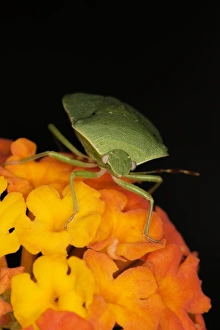 Nezara Viridula Stampe: Green stink bug