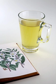 Green Tea Benefits Stampe: Green Tea