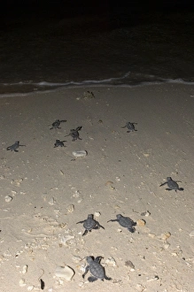 Sea Turtle Conservation Stampe: Green turtle hatchlings