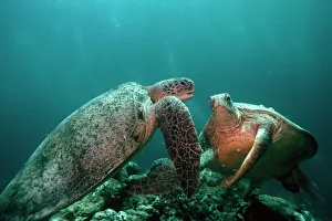 Stampe di Le tartarughe verdi (Chelonia mydas) riposano sul fondale marino. Questa tartaruga è presente nelle acque tropicali calde Immagini datate 2007: Tartarughe verdi