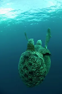Sea Turtle Conservation Stampe: Green turtles mating