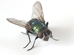 Garden Pests UK Stampe: Greenbottle fly