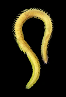 Sea Creatures Stampe: Greenleaf worm