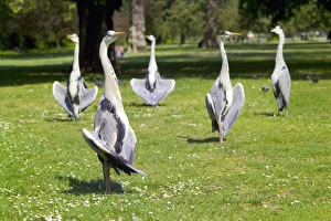 UK Wildlife Photos Stampe: Grey herons