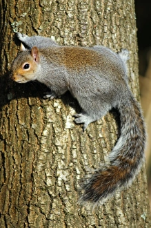 UK Wildlife Stampe: Grey squirrel on a tree