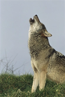 Canis Lupus Wildlife Stampe: Grey wolf howling