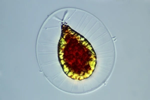 Light Microscopy Images Stampe: Haematococcus alga, light micrograph