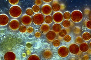 Immagini datate 8 marzo 2013: Hematozocco alghe, fotografia a lente di ingrandimento per microscopio