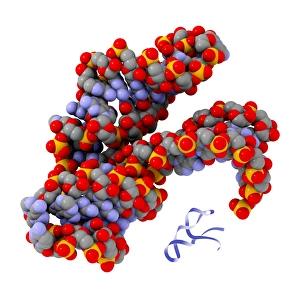 Molecular Model Stampe: Hammerhead ribozyme molecule