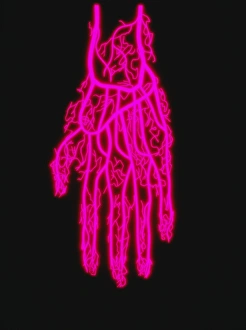 Human Hand Anatomy Stampe: Hand circulation