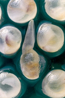 Garden Wildlife Photography Stampe: Hatching egg of Arion hortensis
