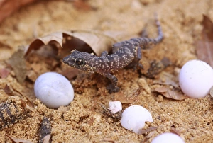 Stampe di Il gecco esce dall'uovo Immagini datate 2012 gennaio: Gecko che si schiudono