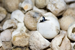 Turtle Conservation Efforts Stampe: Hatching green turtle