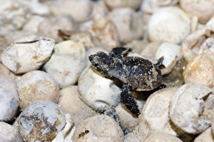 Endangered Sea Turtles Stampe: Hatching hawksbill turtle