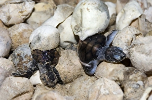 Turtle Conservation Efforts Stampe: Hatching turtles