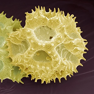 Pollen Grain Morphology Study Stampe: Hawksbeard pollen, SEM