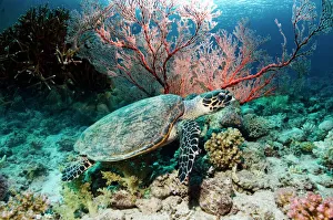 Stampe di Tortuga testuggine (Eretmochelys imbricata) nuota sopra un rifugio di corallo. Questa tartaruga del mare è minacciata gravemente dalla scomparsa e viene protetta come specie Immagini datate 2010 settembre: Tortuga drittoro di testa rossa