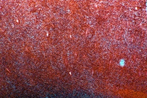 Stampe di Noce di ciliegio Immagini datate 2012 gennaio: Nocciola di hazel, fotografia a lente ridotta