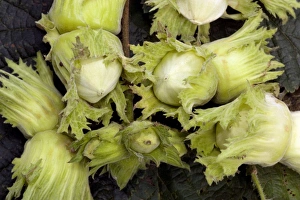 Autumn Foliage Photos Stampe: Hazel nuts