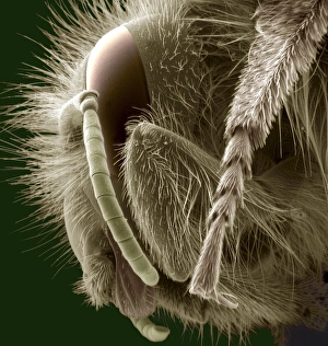 Insect Anatomy SEM Stampe: Head of a bee, SEM