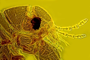 Light Micrograph Stampe: Head of a human flea, light micrograph