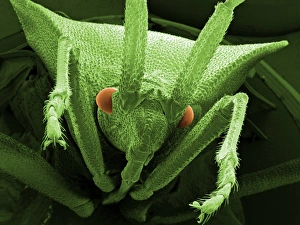 Scanning Electron Micrograph Insects Stampe: Head of a shield bug, SEM