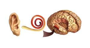 Inner Ear Anatomy Stampe: Hearing centre, artwork