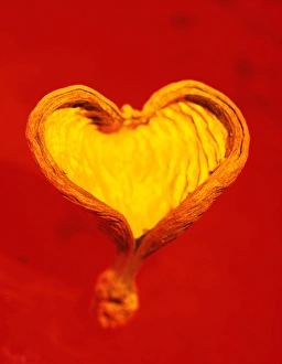 Conceptual Heart Image Stampe: Heart-shaped nutshell