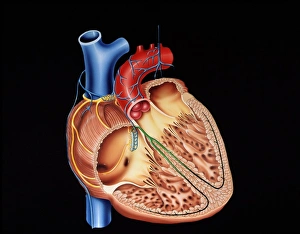 Human Heart Anatomy Stampe: Heart structure