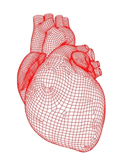 Human Body Biology Stampe: Heart