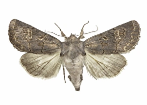 European Moths Stampe: Hedge rustic moth C016 / 2293