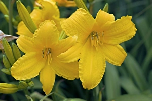 Perennial Garden Plants Stampe: Hemerocallis Azor