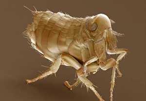 Stampe di La gallina rossa, micrografo di risonanza d'elica colorato (SEM) della gallinella (Ceratophyllus gallinae) Immagini datate 2000: Flea di Hen