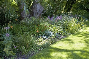 Herbaceous Border Stampe: Herbaceous Border