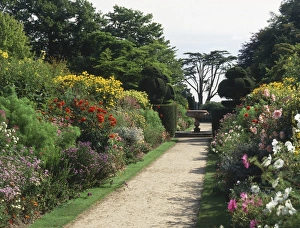 Herbaceous Perennials Stampe: Herbaceous borders