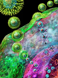 IL DNA Stampe: Virus dell'herpes riproduceasi
