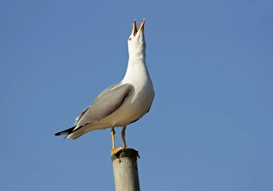 March Bird Sightings Stampe: Herring gull