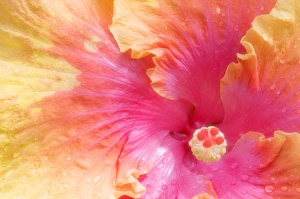 Tropical Plant Stampe: Hibiscus (Hibisucus The Path )