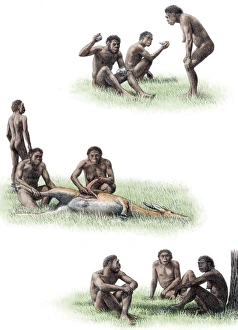 Stampe di L' comportamento dell'Homo ergaster è un'impressione degli artisti. L'Homo ergaster viene tradizionalmente considerato uno stadio antico di Homo erectus dagli scienziati Immagini datate 2006 giugno: Comportamento dell'Homo ergergere
