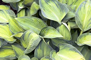 Hosta Leaves Stampe: Hosta June