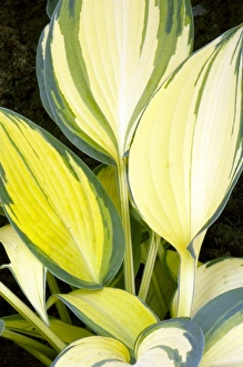 Botanical Beauty In Nature Stampe: Hosta Remember Me