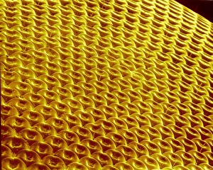 Insect Compound Eyes Stampe: Hover fly compound eye, SEM