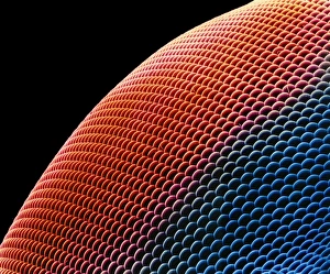 Compound Eye Structure Stampe: Hover fly eye, SEM