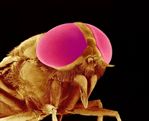Compound Eye Anatomy Stampe: Hover fly head, SEM