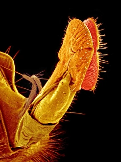 Insect Mouthparts SEM Stampe: Hover fly proboscis, SEM