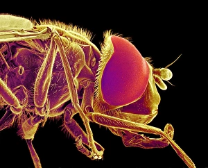 Compound Eye Structure Stampe: Hover fly, SEM